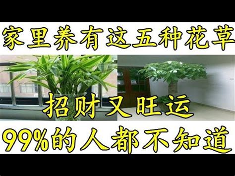 砍榕樹禁忌|【砍榕樹禁忌】砍榕樹不能犯的禁忌！解鎖院子砍樹風水密碼